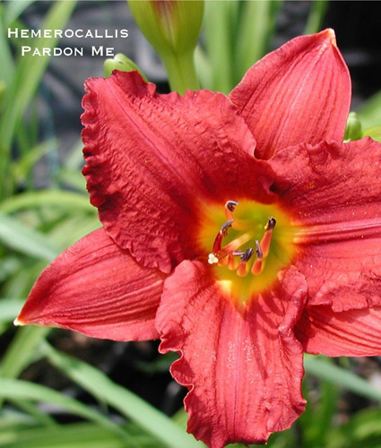 HEMEROCALLIS 'Pardon Me'