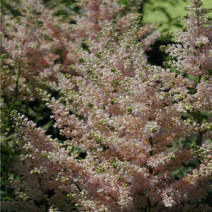 ASTILBE x japonica 'Peach Blossom'