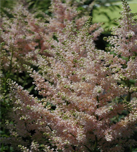 ASTILBE x japonica 'Peach Blossom'