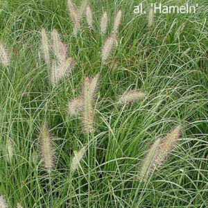 PENNISETUM alopecuroides 'Hameln'