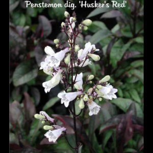 PENSTEMON digitalis 'Husker Red'