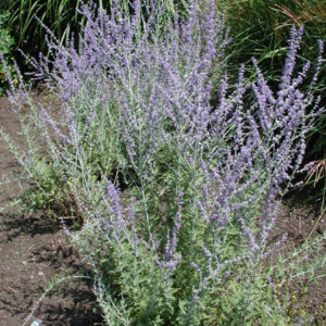PEROVSKIA atriplicifolia