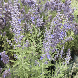 PEROVSKIA atriplicifolia 'Denim 'n Lace' PP28445