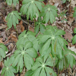 PODOPHYLLUM peltatum