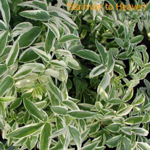 POLEMONIUM reptans 'Stairway to Heaven' PP15187