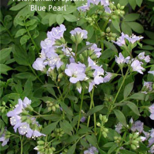 POLEMONIUM caeruleum 'Blue Pearl'