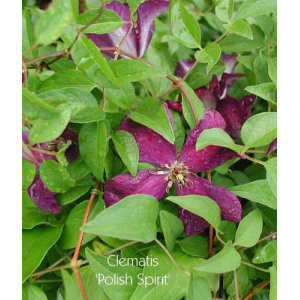 CLEMATIS 'Polish Spirit'