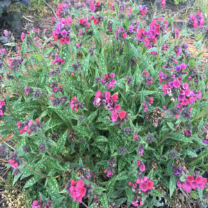 PULMONARIA 'Raspberry Splash' PP12138
