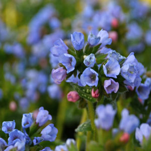 PULMONARIA 'Twinkle Toes' PP30258