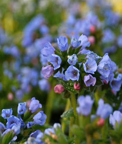 PULMONARIA 'Twinkle Toes' PP30258