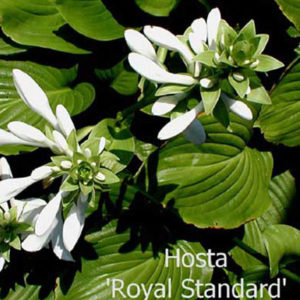 HOSTA 'Royal Standard'