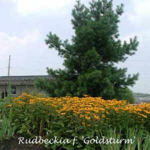 RUDBECKIA fulgida var. sullivantii 'Goldsturm'