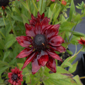 RUDBECKIA hirta 'Cherry Brandy'