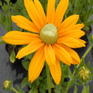 RUDBECKIA hirta 'Irish Eyes'