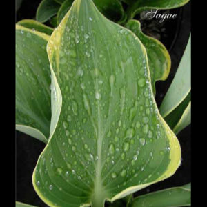 HOSTA 'Sagae'