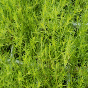 SAGINA subulata 'Aurea'