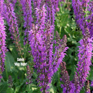 SALVIA nemorosa 'May Night'
