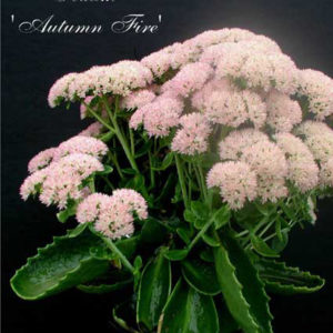 SEDUM spectabile 'Autumn Fire'