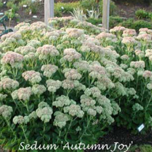 SEDUM spectabile 'Autumn Joy'