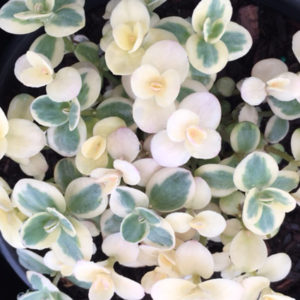 SEDUM SUNSPARKLER® 'Lime Twister' PP26895