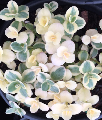 SEDUM SUNSPARKLER® 'Lime Twister' PP26895