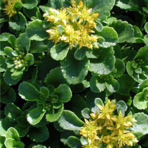 SEDUM kamtschaticum ellacombeanum