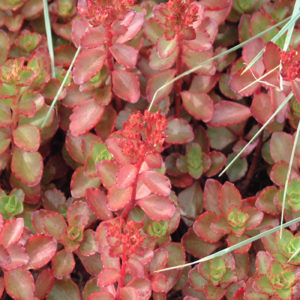 SEDUM spurium 'Fulda Glow'