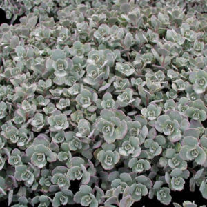SEDUM sieboldii