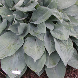 HOSTA sieboldiana 'Elegans'