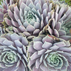 SEMPERVIVUM 'Pacific Blue Ice'