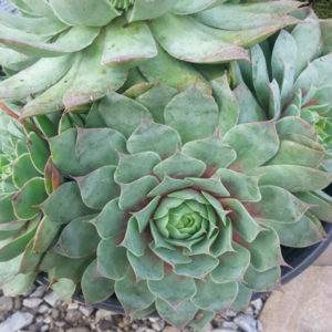 SEMPERVIVUM 'Ruby Heart'