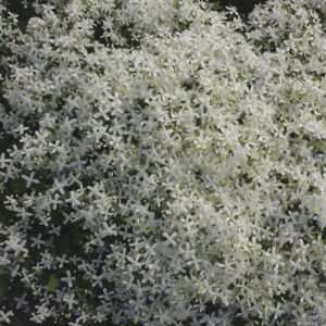 CLEMATIS paniculata 'Sweet Autumn'