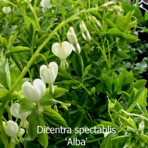 DICENTRA spectabilis 'Alba'