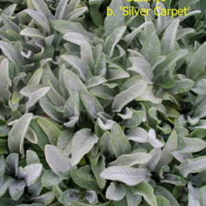 STACHYS byzantina 'Silver Carpet'