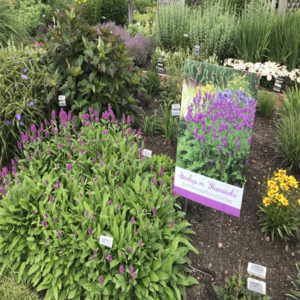 STACHYS monieri 'Hummelo'