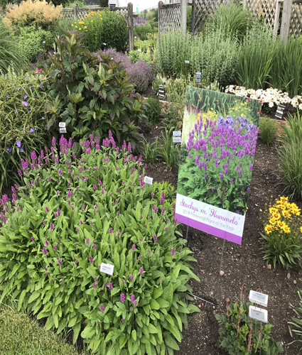 STACHYS monieri 'Hummelo'