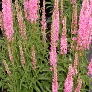 VERONICA 'Giles van Hees'