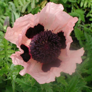 PAPAVER orientale 'Princess Victoria Louise'