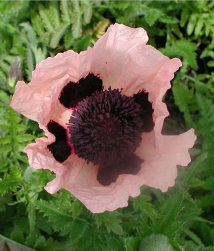 PAPAVER orientale 'Princess Victoria Louise'