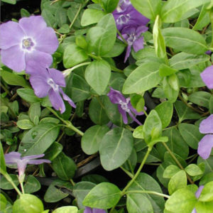 VINCA minor 'La Grave' (Bowles)