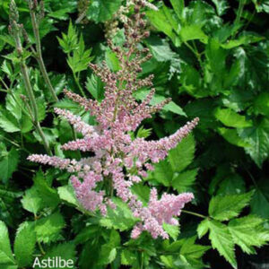 ASTILBE chinensis 'Vision In Pink'