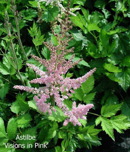 ASTILBE chinensis 'Vision In Pink'