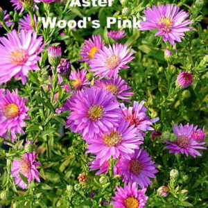ASTER 'Wood's Pink'