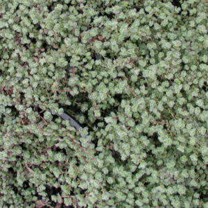 THYMUS pseudolanuginosus