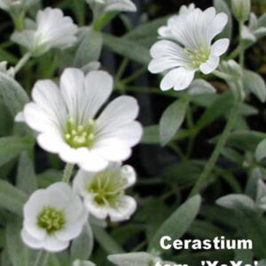 CERASTIUM tomentosum 'YoYo'