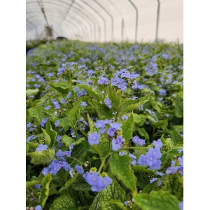 BRUNNERA macrophylla 'Alexander's Great' PP25789