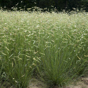 BOUTELOUA gracilis ‘Blonde Ambition’ PP22048