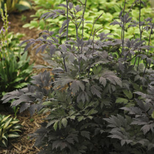 ACTAEA simplex 'Chocoholic' PP24821