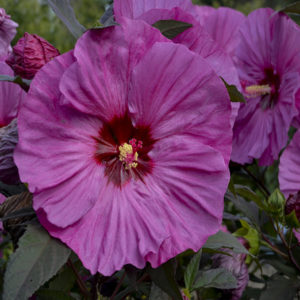 HIBISCUS moscheutos SUMMERIFIC&reg; ‘Berry Awesome’ PP27936   
