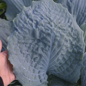 HOSTA SHADOWLAND® ‘Diamond Lake’ PP30769
